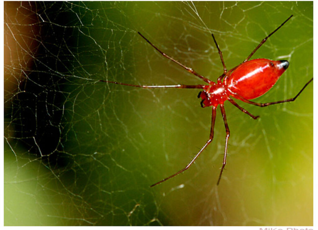 tac hai cua mang nhen trong nha xuong