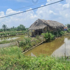 Cho thuê đất nông nghiệp tại Bình Chánh