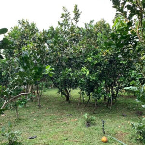 dat trong cay lau nam Nha Be