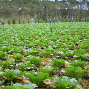 dat trong cay hang nam Can gio