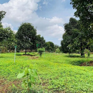 ban 4000m2 dat nong nghiep tai nha be