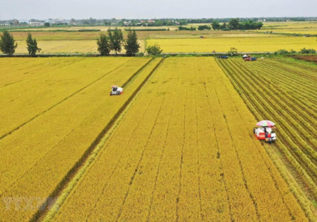 dat nong nghiep cho thue